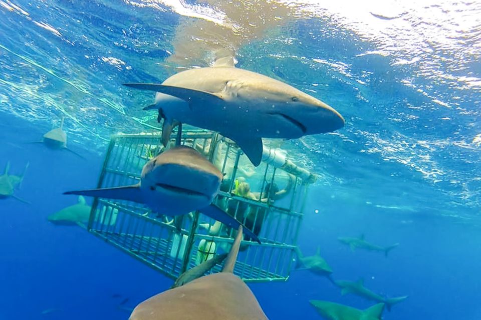 Oahu: Shark Cage Dive on the North Shore - Watching Sharks Up Close: What the Crew Targets