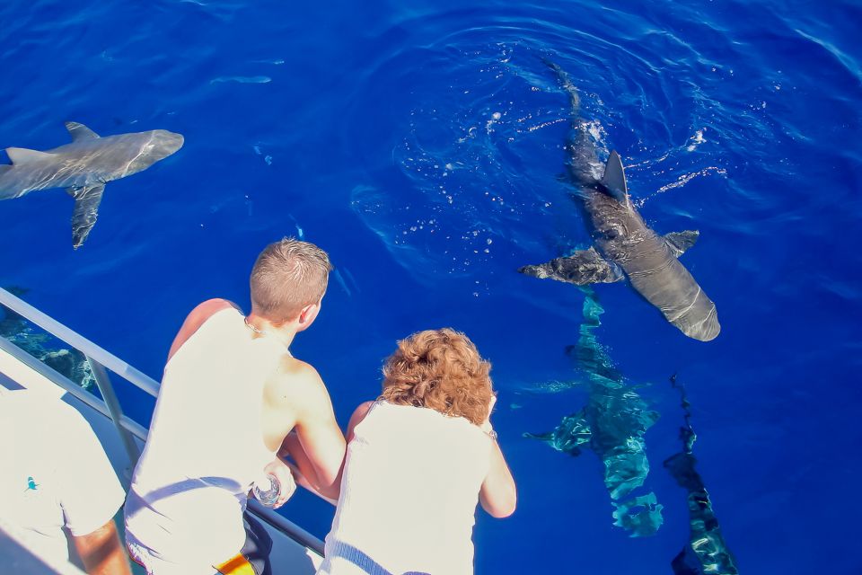 Oahu: Shark Cage Dive on the North Shore - Other Ocean Life: Dolphins, Sea Turtles, and Possible Whales