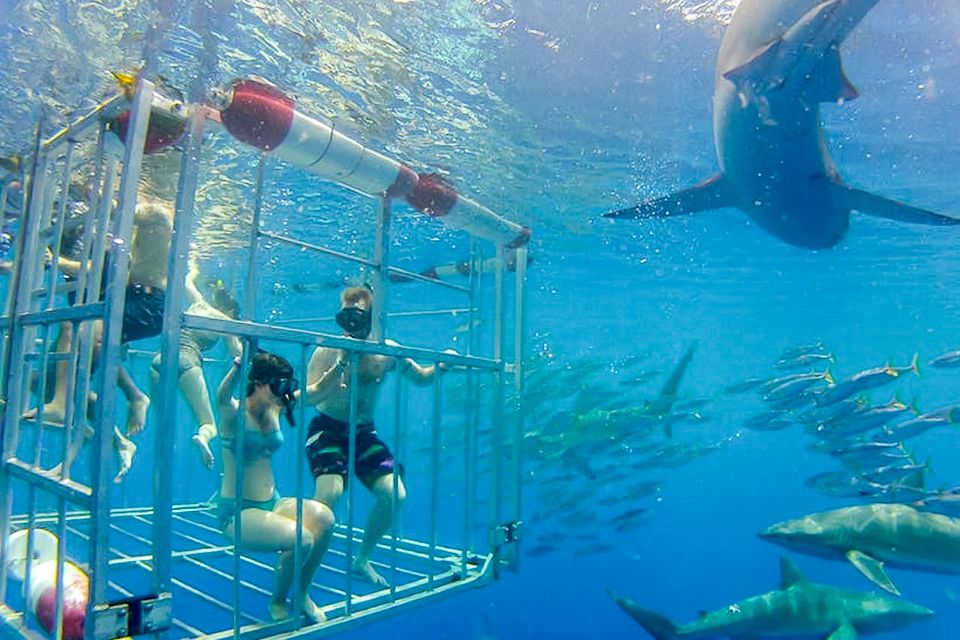 Oahu: Shark Cage Dive on the North Shore - Comfort, Motion Sickness, and Rough-Sea Reality