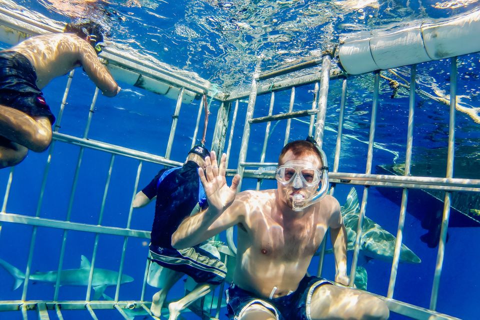 Oahu: Shark Cage Dive on the North Shore - Price and Value: Is $99 Worth It