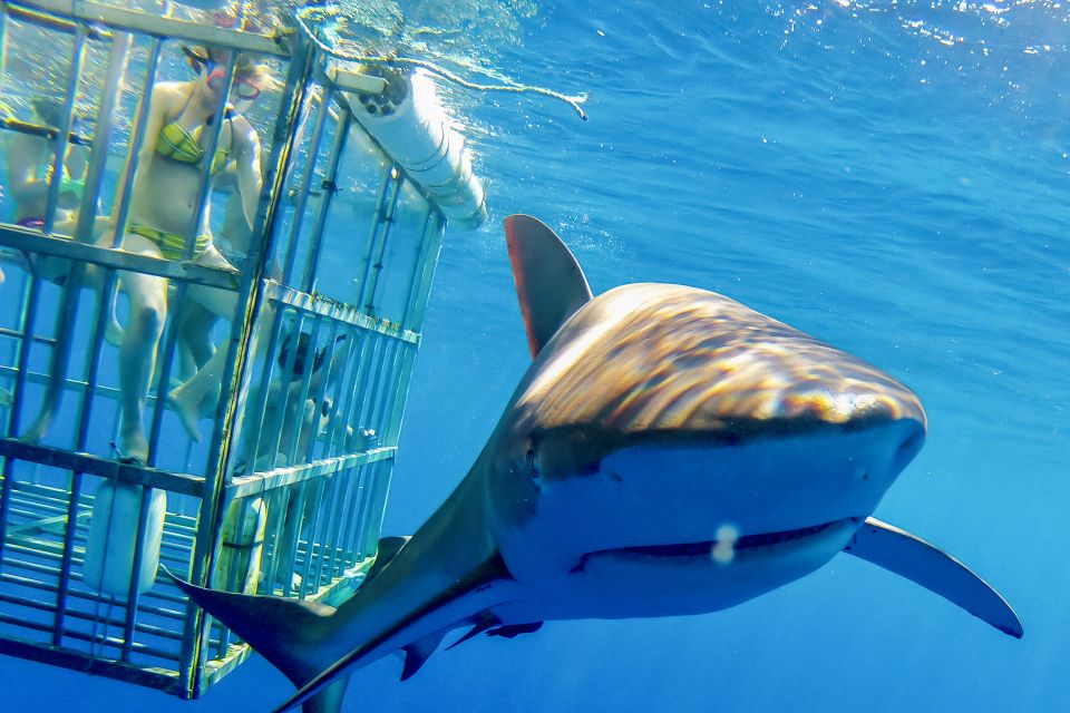 Oahu: Shark Cage Dive on the North Shore - The North Shore Boat Ride: Cobalt Water and Wildlife Clues