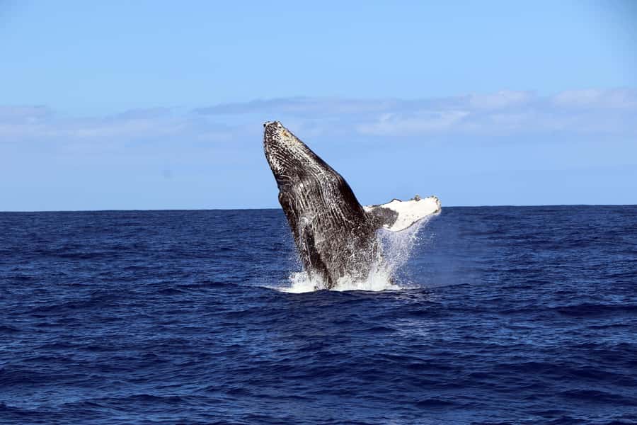 Oahu: Snorkeling & Dolphin Watch Cruise with Hawaiian Buffet - Guided Snorkeling with Turtles: Where the Real Magic Happens