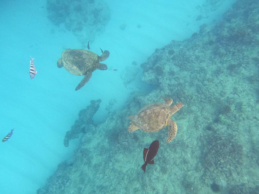 Oahu Snorkeling with Turtles, Water Scooter, Paddleboard - The catamaran cruise: scenic views and wildlife odds