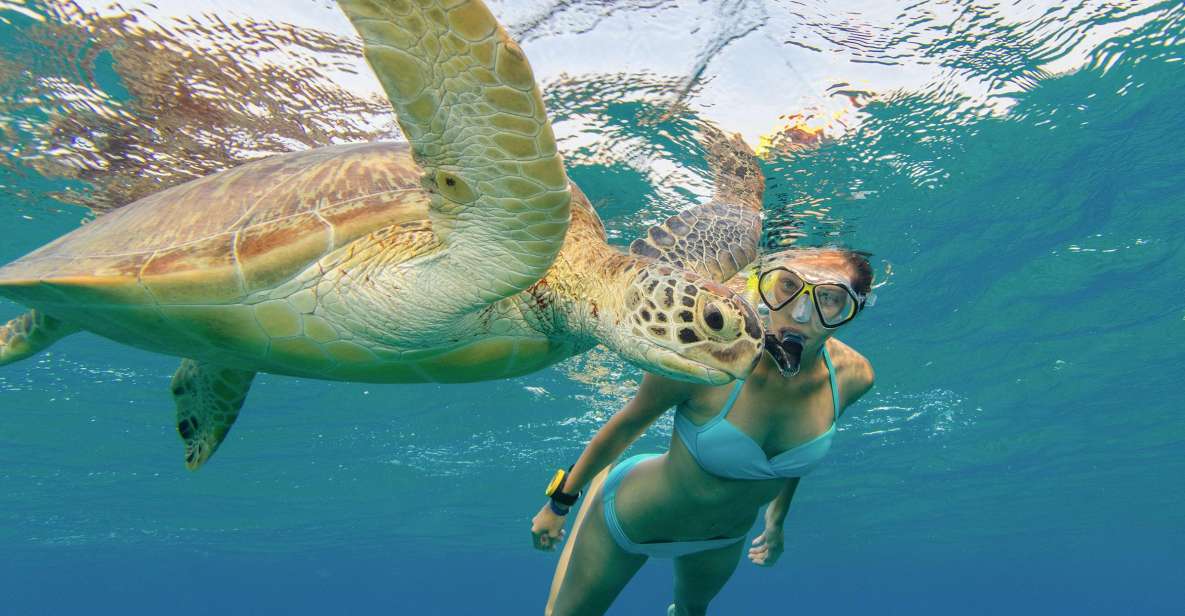 Oahu Snorkeling with Turtles, Water Scooter, Paddleboard - Snorkeling with green sea turtles: what it feels like in practice