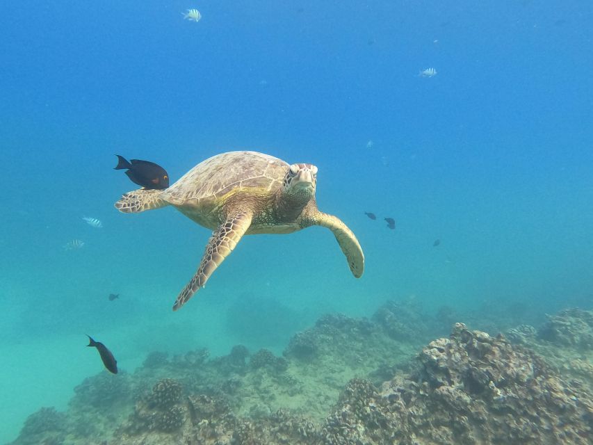 Oahu Snorkeling with Turtles, Water Scooter, Paddleboard - Electric water scooter: fun power, but ask about setup