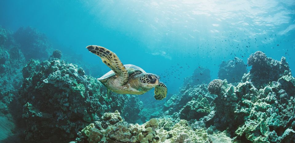 Oahu: Turtle Canyon Snorkeling Boat Tour - Turtle Canyon feels purpose-built for sea turtles