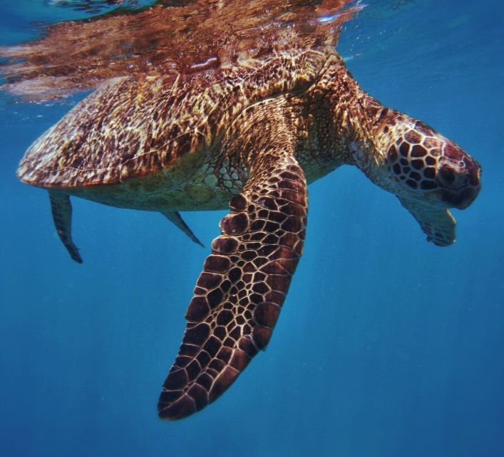 Oahu: Turtle Canyon Snorkeling Boat Tour - The sail out: Diamond Head views and a short ride to the action