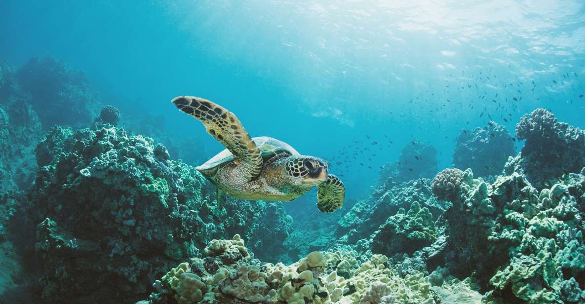 Oahu: Turtle Canyon Snorkeling Boat Tour - Back on board: snacks, local juices, and the ride home