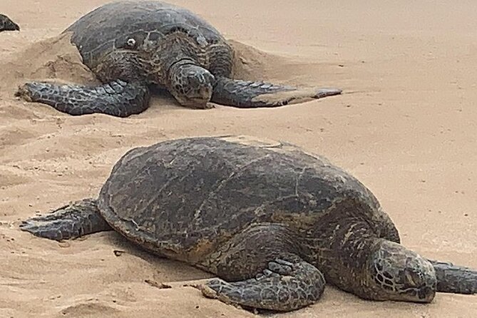 Oahu Ultimate Circle Island: 30 Spots, 10 Epic Stops - Laniakea Turtle Beach: great odds, no parking guarantee