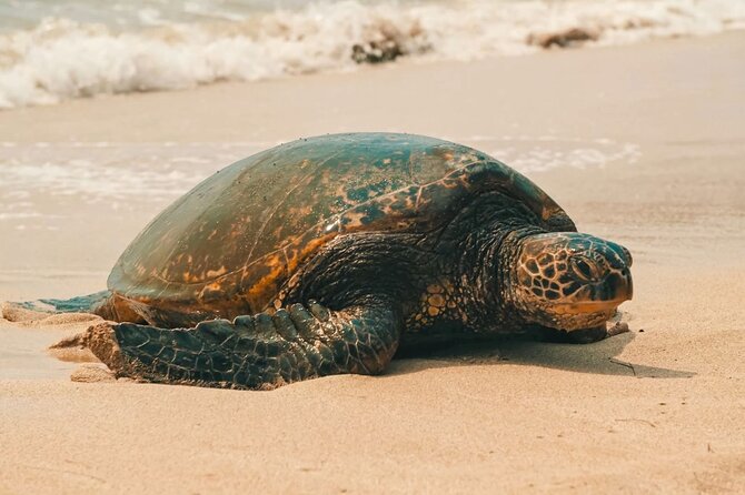Oahu Unveiled: Tailored Luxury Private Island Tour - 9:00 am pickup and how the guide shapes your day