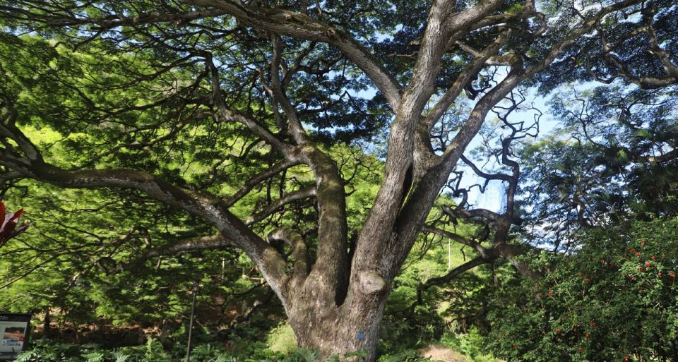 Oahu: Valley of Waimea Falls Swim & Hike with Lunch & Dole - Price and Logistics: What $134 Gets You for an 8-Hour Day