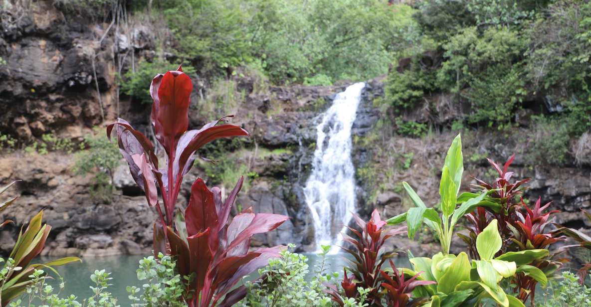 Oahu: Valley of Waimea Falls Swim & Hike with Lunch & Dole - Waikiki Pickup to Greenworld Coffee Farm: Set the Tone Early