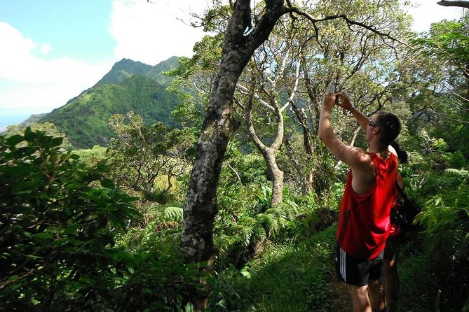 Oahu Volcanic Rainforest Hiking Adventure - Key reasons people love this Oahu rainforest hike