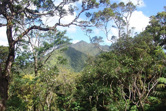 Oahu Volcanic Rainforest Hiking Adventure - Waterfalls: you’ll see one, but don’t plan on constant drama