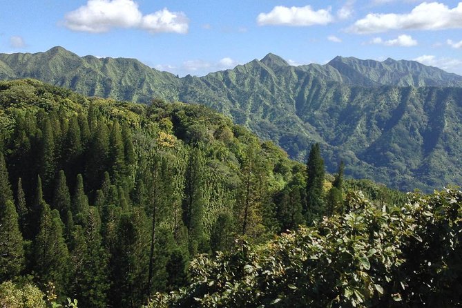 Oahu Volcanic Rainforest Hiking Adventure - The guide is the main event (Terry, Terii, Daniel, Rodolfo, Matias)