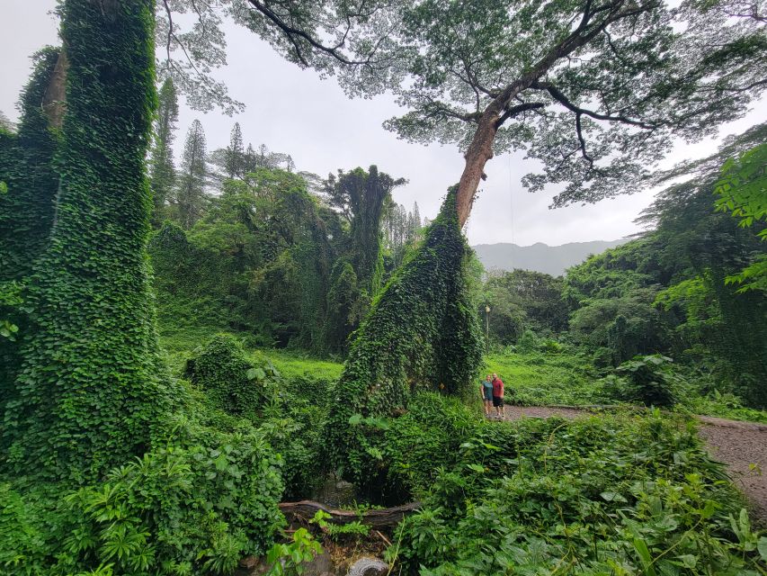 Oahu: Waikiki E-Bike Ride and Manoa Falls Hike - How the guide makes it safer and more fun (especially around questions)