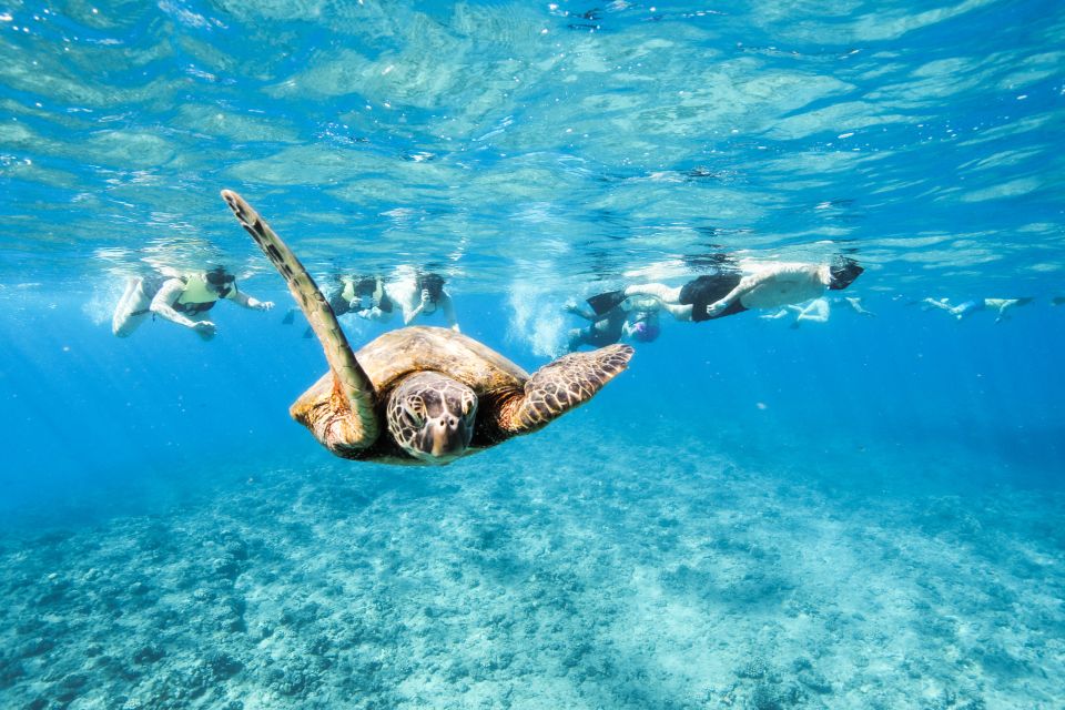 Oahu: Waikiki Turtle Snorkeling Adventure - Key highlights worth planning around