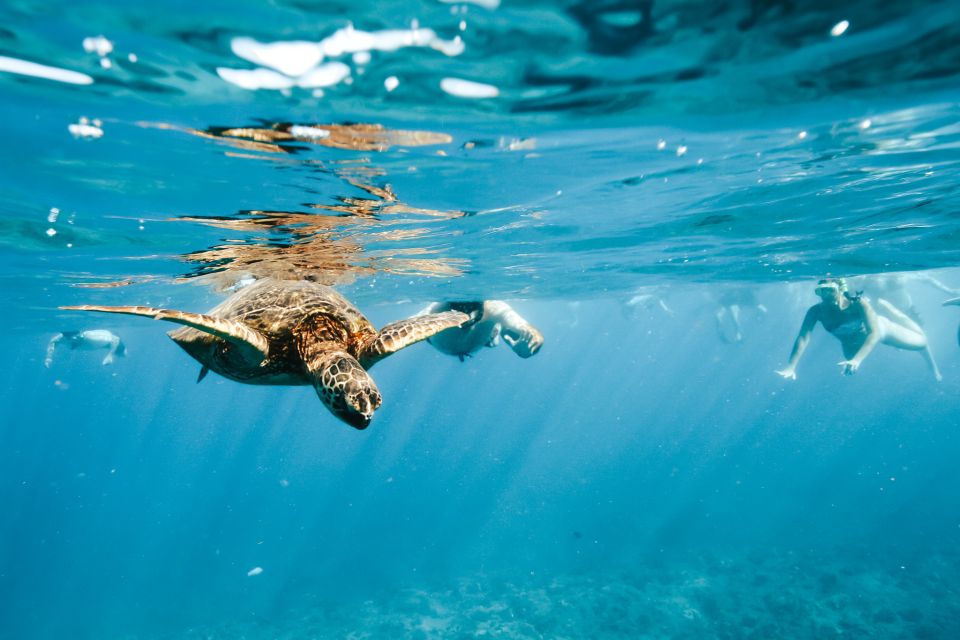 Oahu: Waikiki Turtle Snorkeling Adventure - Honu snorkeling off Waikiki: what it feels like in the water