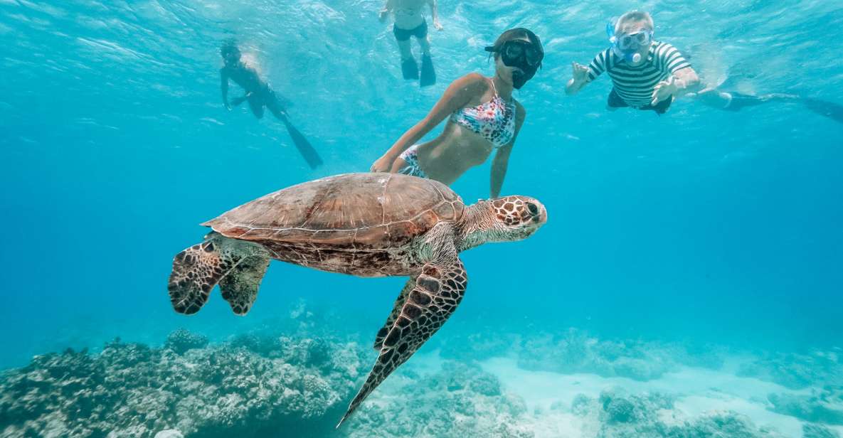Oahu: Waikiki Turtle Snorkeling Adventure - How your 150 minutes really flow: pickup, cruise, snorkel, and back onboard