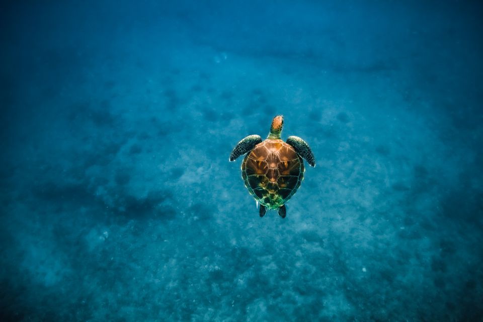 Oahu: Waikiki Turtle Snorkeling Adventure - Gear and safety that make turtle time easier