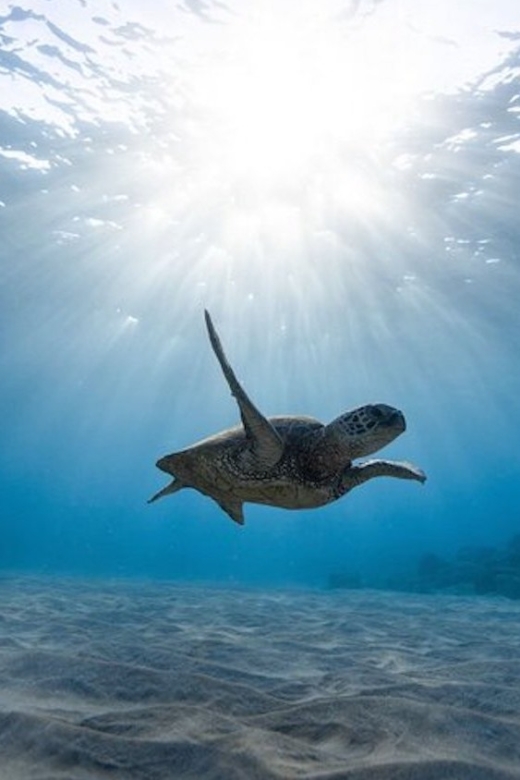 Oahu: Waikiki Turtle Snorkeling Adventure Cruise - Who This Waikiki Turtle Cruise Is Best For