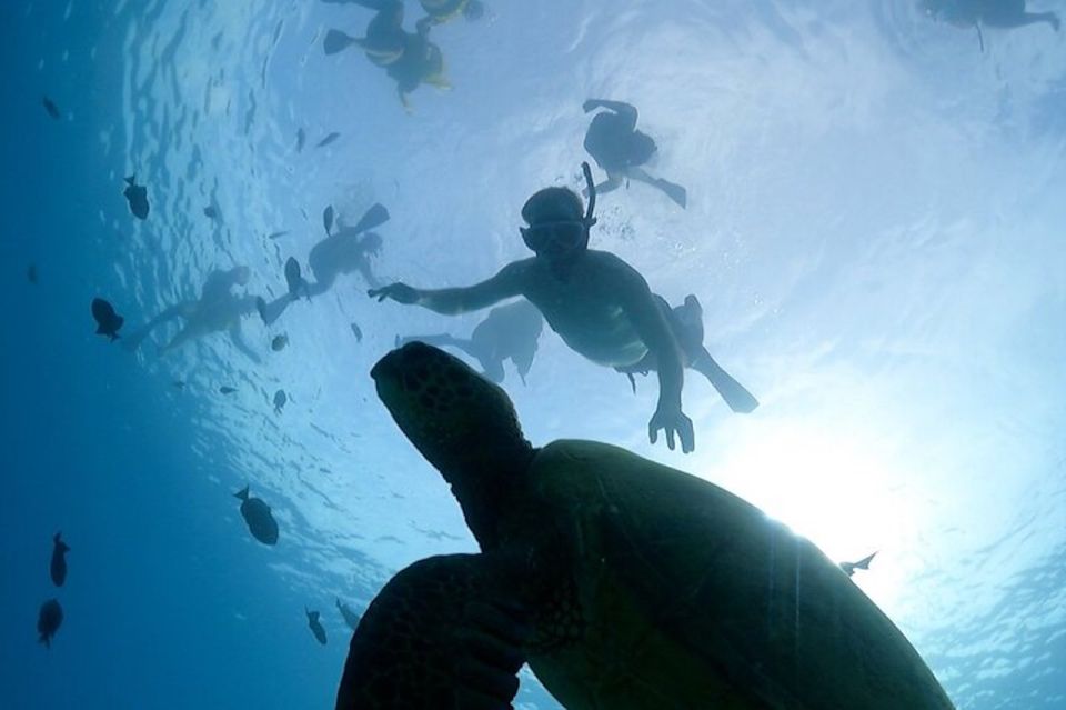 Oahu: Waikiki Turtle Snorkeling Adventure Cruise - FAQ