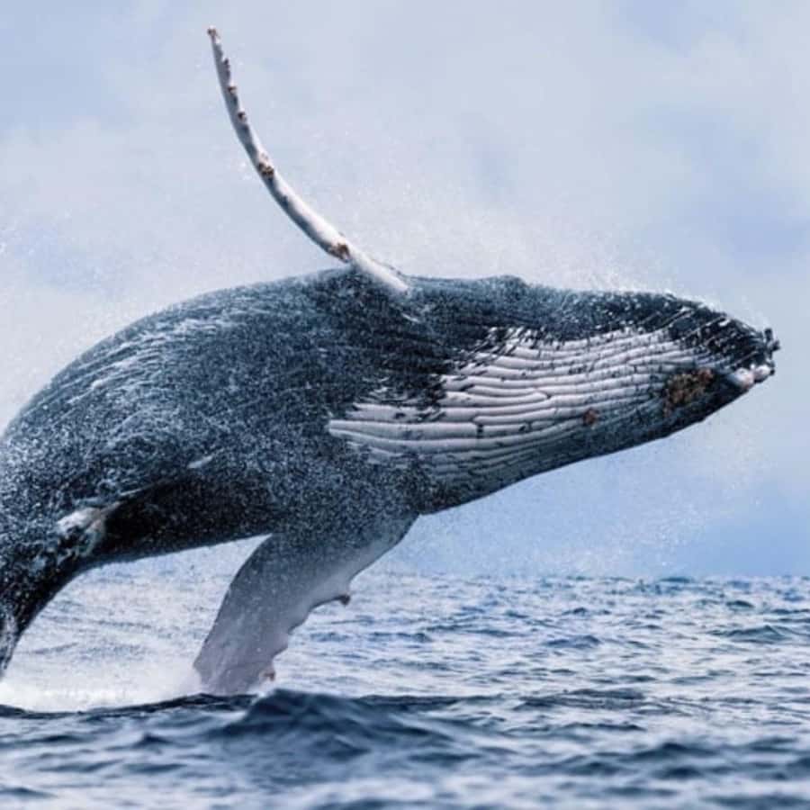 Oahu: Waikiki Whale Watch Boat Tour - Key things to know before you go