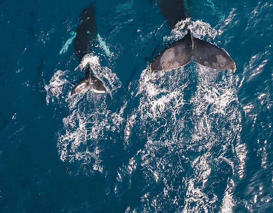 Oahu: Waikiki Whale Watch Boat Tour - Sunset sailing: turning whale watching into a full Waikiki evening