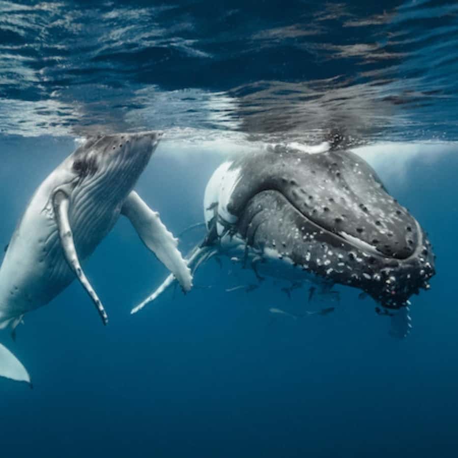 Oahu: Waikiki Whale Watch Boat Tour - Kewalo Basin Boat Harbor: the part you should not rush