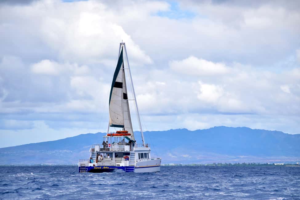 Oahu: Waikiki Whale Watching Cruise - Why a glass-bottom whale cruise makes sense in Waikiki