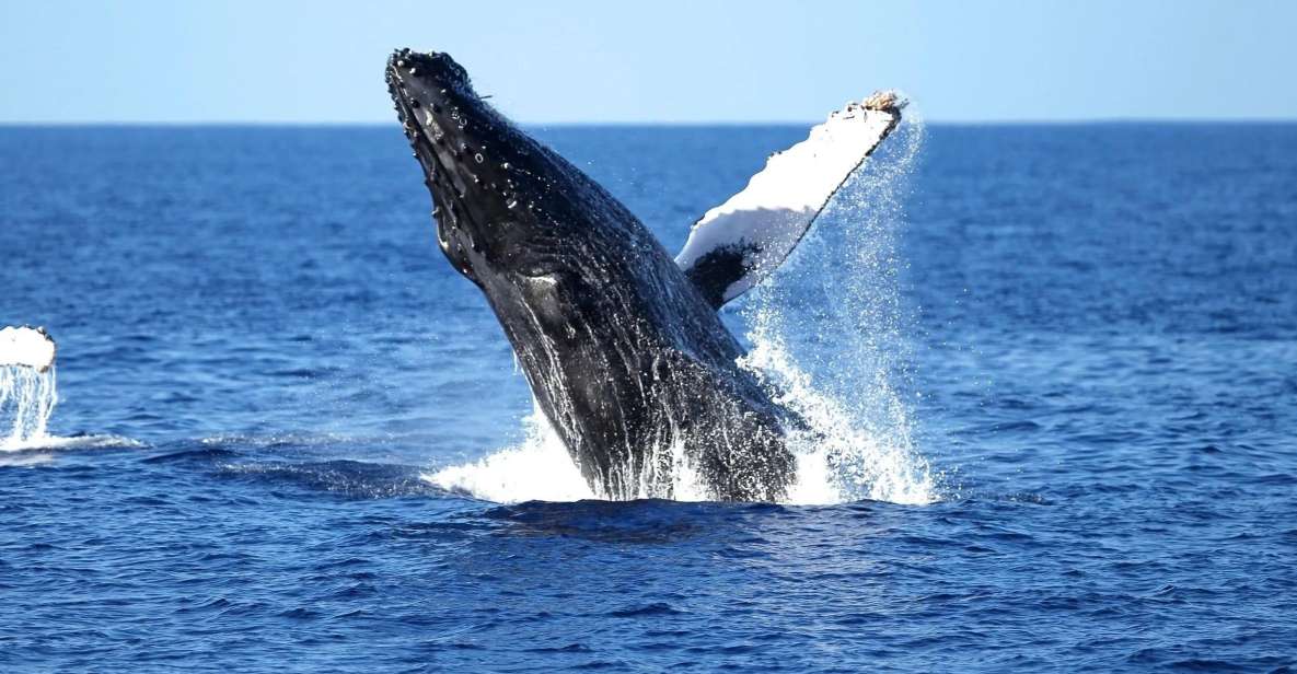 Oahu: Waikiki Whale Watching Cruise - The meet-up at 1025 Ala Moana Blvd: arrive ready, not rushed