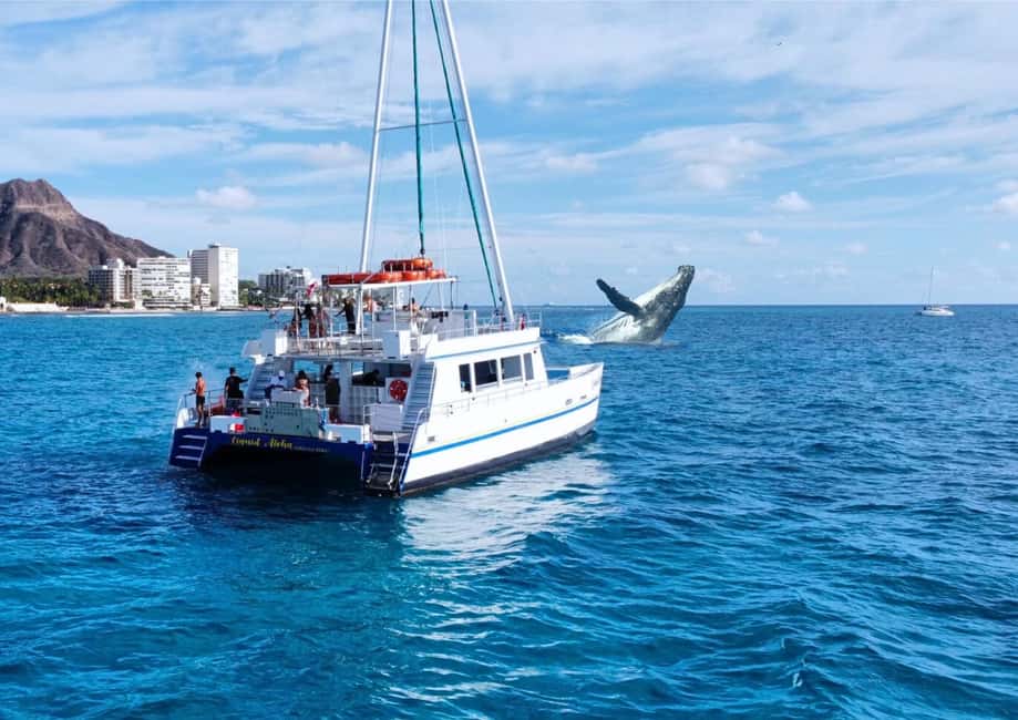 Oahu: Waikiki Whale Watching Cruise - How you actually watch whales: decks plus an underwater viewing room