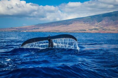 Oahu: Waikiki Whale Watching Cruise - Boarding and the first views: what the boat setup is really for