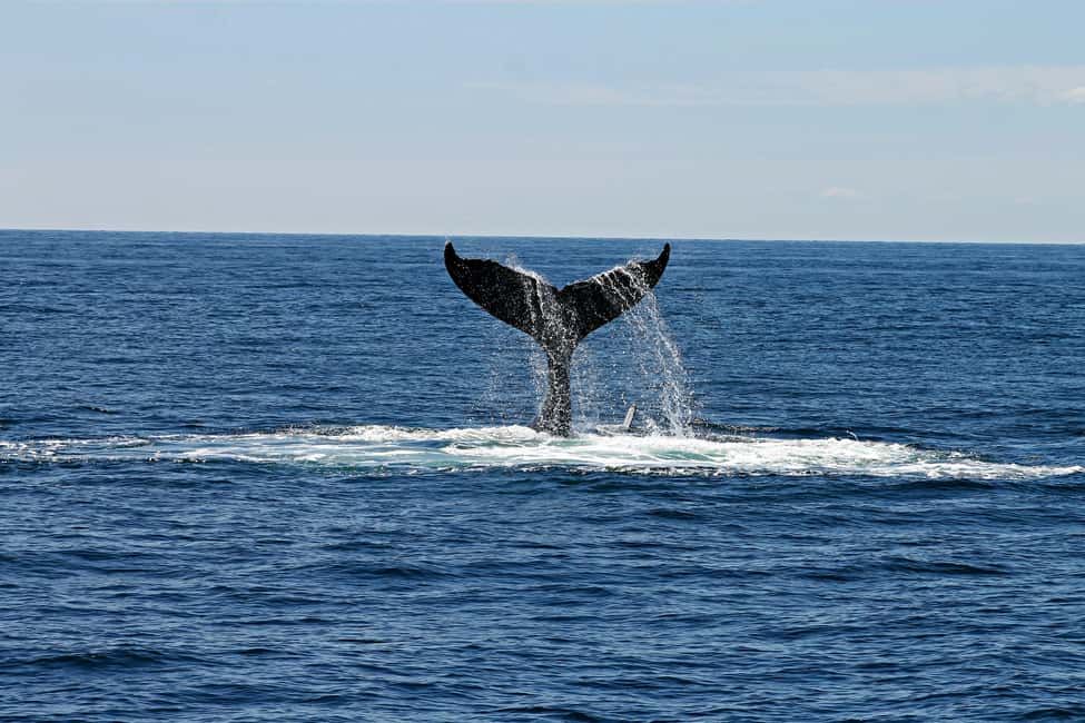 Oahu: Waikiki Whale Watching Cruise - Value and cost: what $57 buys you, plus what to budget for