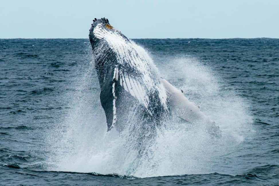Oahu: Waikiki Whale Watching Cruise - What to bring for a smoother whale watch