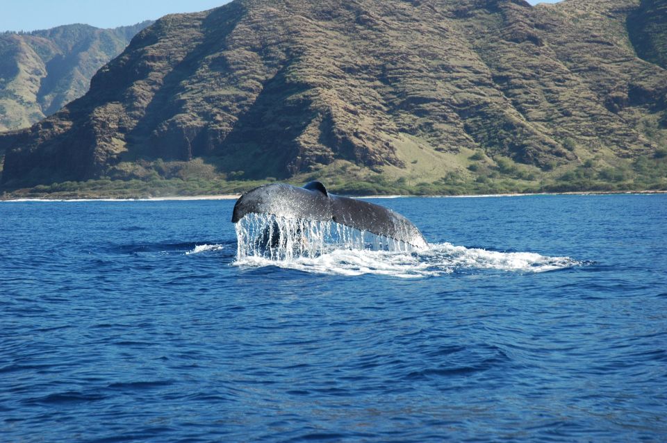 Oahu: Waikiki Whale Watching Tour-Donut and Coffee Included - Key Things That Make This Tour Work