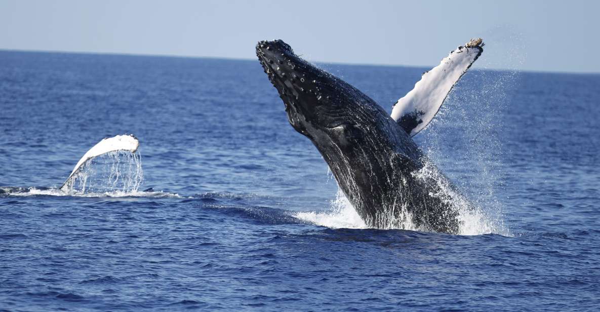 Oahu: Waikiki Whale Watching Tour-Donut and Coffee Included - Kewalo Boat Harbor Pickup and the Start of Your Whale Morning