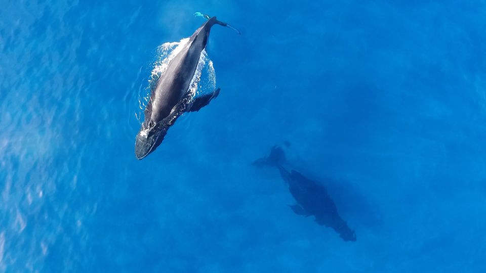 Oahu: Waikiki Whale Watching Tour-Donut and Coffee Included - E Ho Mai Ceremony: A Cultural Start Before You Hit the Water