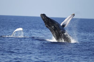 Oahu: Waikiki Whale Watching Tour-Donut and Coffee Included - The Boat Experience: Two Decks, Surround Sound, and Listening for Whale Song