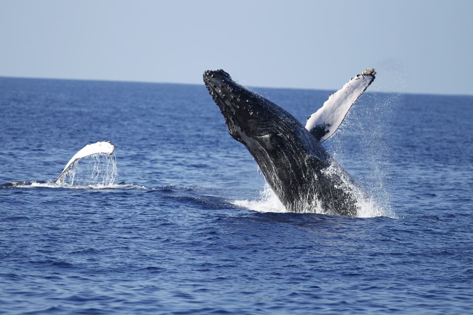 Oahu: Waikiki Whale Watching Tour-Donut and Coffee Included - The Boat Experience: Two Decks, Surround Sound, and Listening for Whale Song