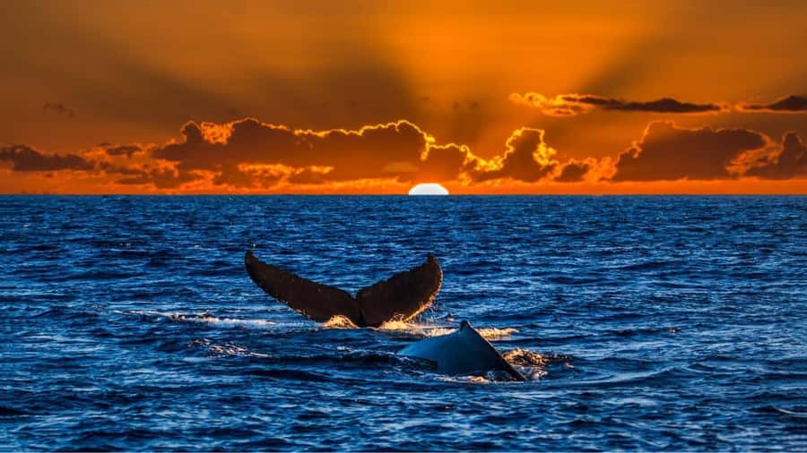 Oahu: Whale Watching Cruise Whales Guaranteed - Key things to know before you go
