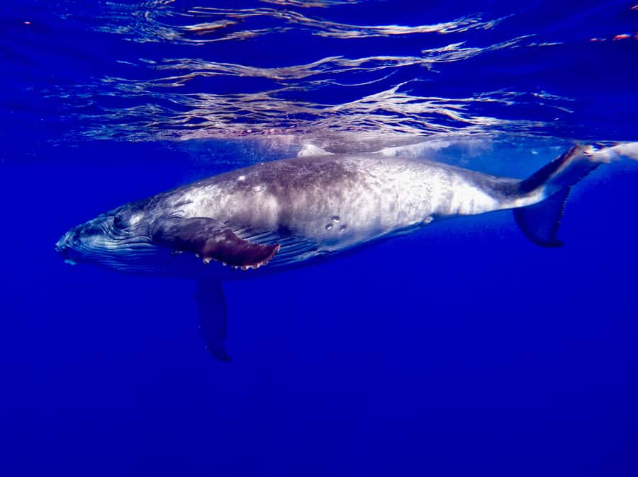 Oahu: Whale Watching Cruise Whales Guaranteed - Waikiki Beach whale watching: the first 45 minutes matter