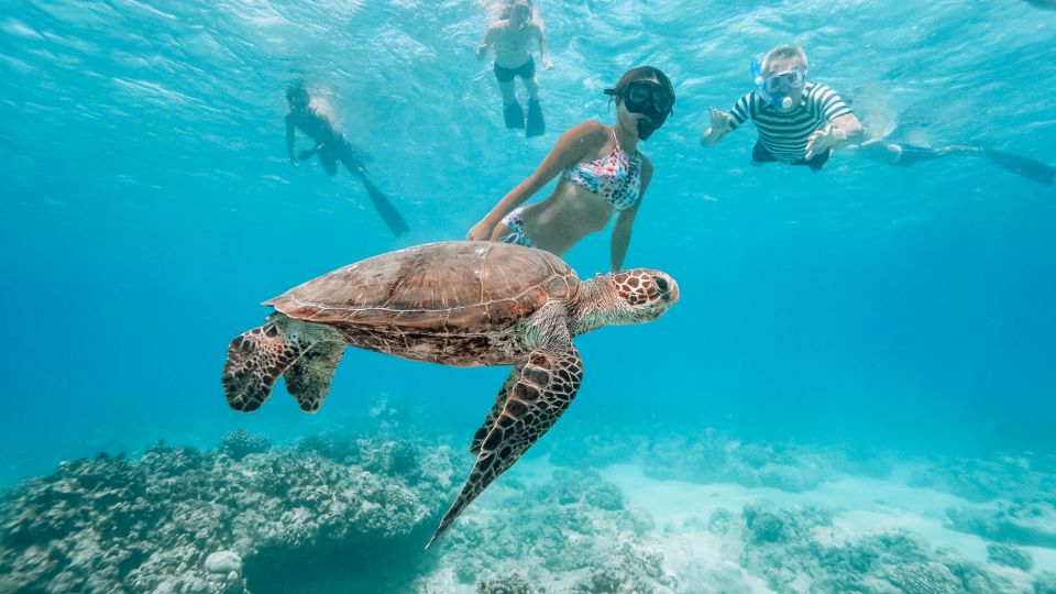 Oahu: Wild Dolphins Swim Turtle Snorkel Tour & Waterslide - Should You Book Iruka Hawaii Dolphin?