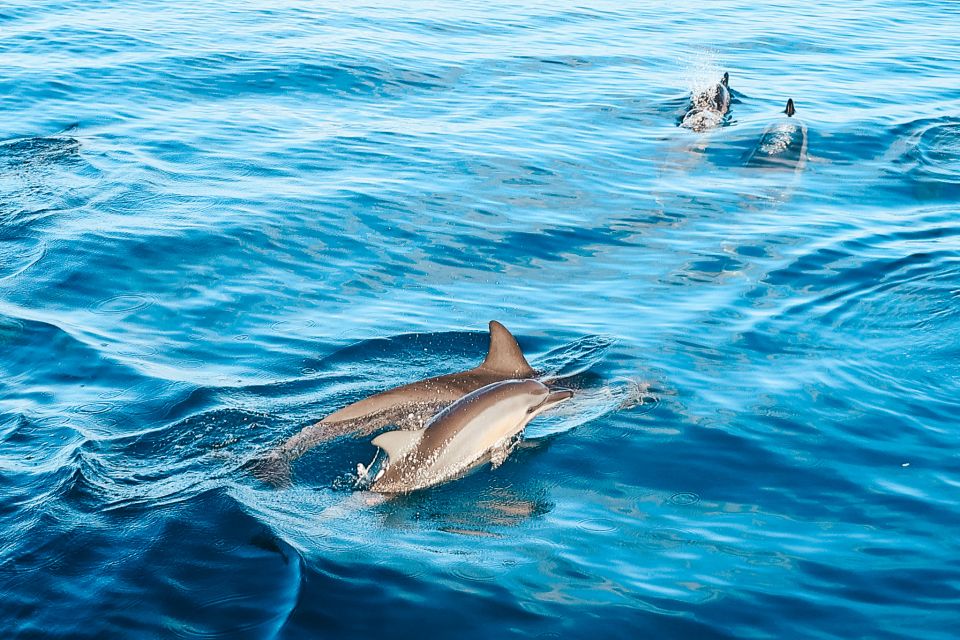 Oahu: Wild Dolphins Swim Turtle Snorkel Tour & Waterslide - The 3.5-Hour Westside Run: When the Day Starts to Matter