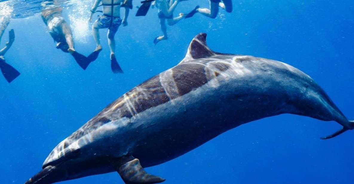 Oahu: Wild Dolphins Swim Turtle Snorkel Tour & Waterslide - The Guide Moment: Oli Prayer and Culture While You’re Still in Motion