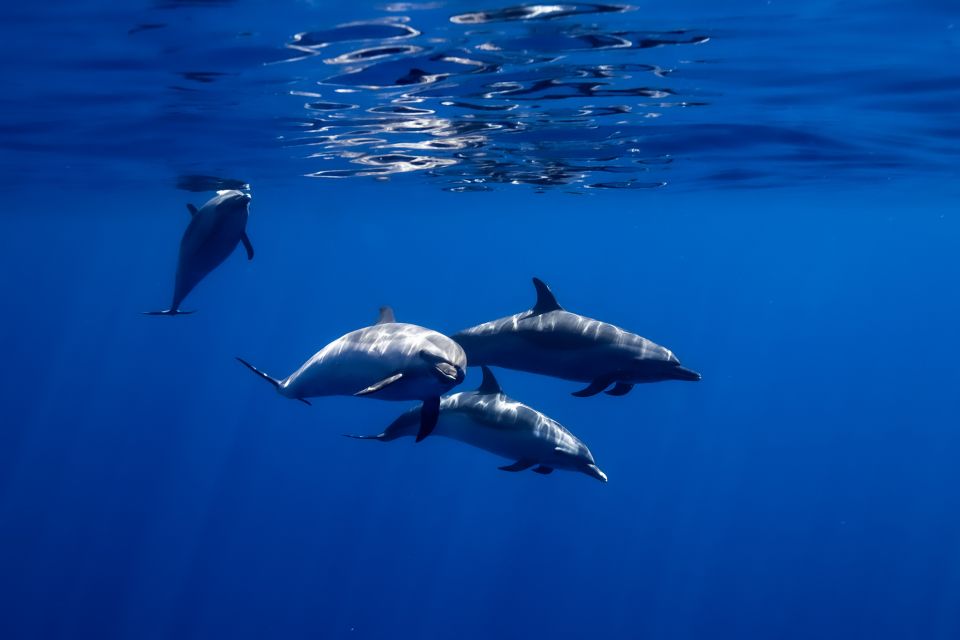 Oahu: Wild Dolphins Swim Turtle Snorkel Tour & Waterslide - Price and Value: Is $199 Worth It?
