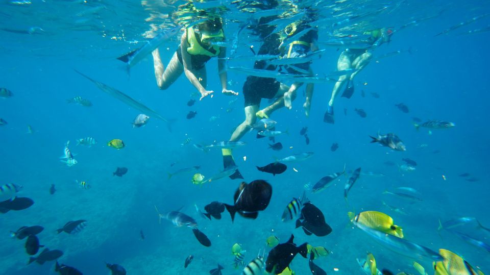 Oahu: Wild Dolphins Swim Turtle Snorkel Tour & Waterslide - Gear, Comfort, and Boat Rules That Actually Help