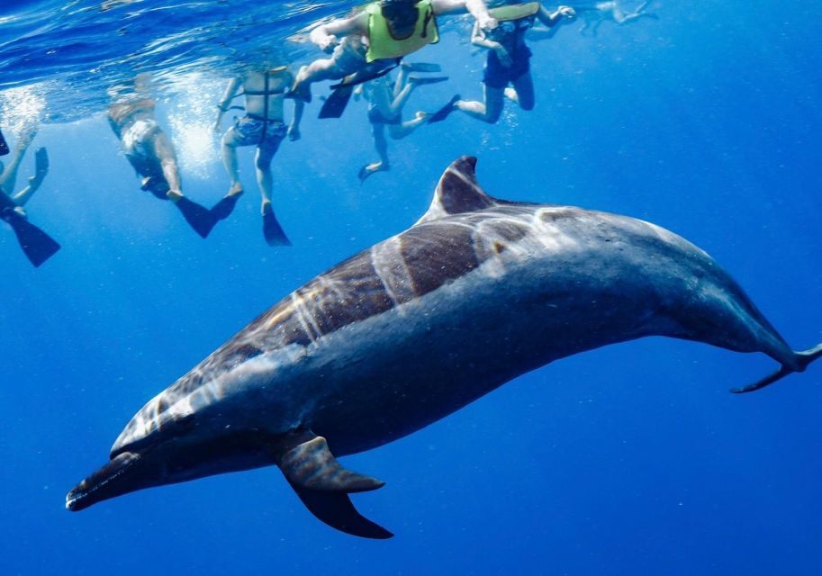 Oahu: Wild Dolphins Swim Turtle Snorkel Tour & Waterslide - Who Should Book This Dolphin and Turtle Day (and Who Should Rethink It)