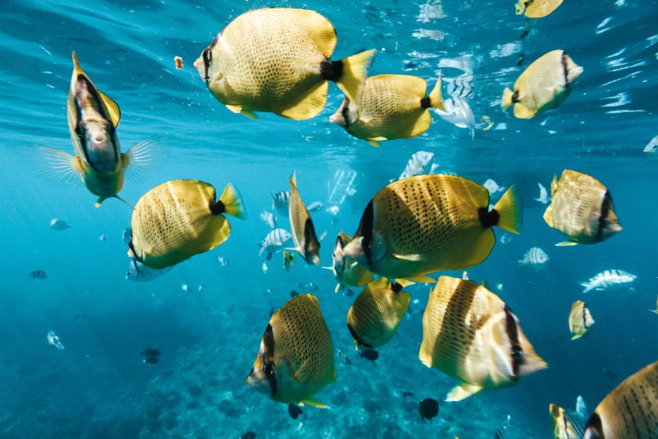 Oahu: Wild Dolphins Swim Turtle Snorkel Tour & Waterslide - Waianae Coast Dolphin Search and the Real Rules for Getting in