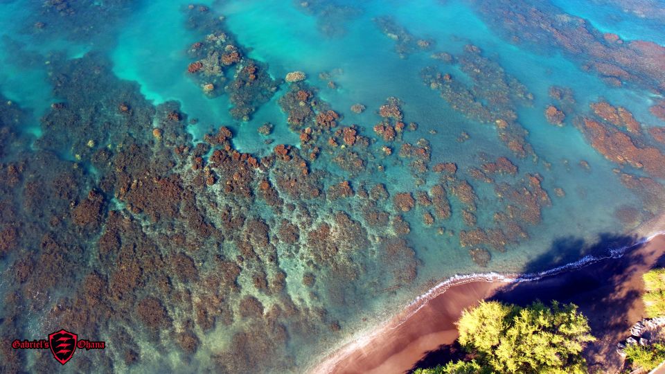 Olowalu: Guided Clear Kayak Tour - Unlimited - What You’ll Actually See: Clear Kayak Reef Highlights